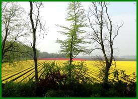 Afbeelding met boom, buiten, geel, plant

Automatisch gegenereerde beschrijving