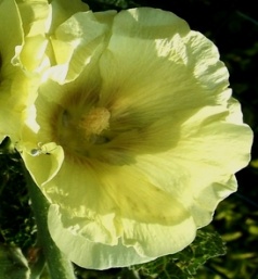 PICT1421 a web.jpg