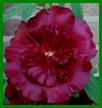 PICT1384 a web.jpg