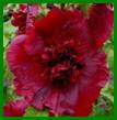 PICT2696 h.d roze hart wite rand web.jpg