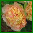 PICT3063 Alcea park Allee web.jpg