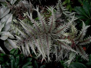 carex comans bronze form (WinCE)