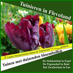 Afbeelding met tekst, plant, tulp, buitenshuis

Automatisch gegenereerde beschrijving