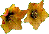 Helleborus Mieke 6 nov