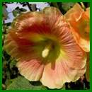 De Stekkentuin - Espel, Netherlands