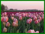 Beschrijving: Beschrijving: Beschrijving: Beschrijving: Beschrijving: Beschrijving: Beschrijving: Beschrijving: tulpenveld 2008a