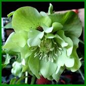 Beschrijving: Beschrijving: Beschrijving: PICT1740abc