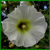 Beschrijving: Beschrijving: Beschrijving: Beschrijving: Beschrijving: PICT1401 a