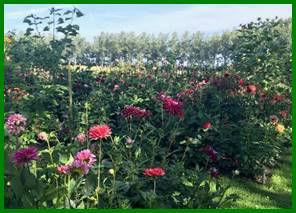 Afbeelding met buiten, plant, bloem, boom

Automatisch gegenereerde beschrijving