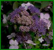 Beschrijving: Beschrijving: Beschrijving: Beschrijving: Beschrijving: Beschrijving: Beschrijving: PICT0839 ab (Custom) (2)
