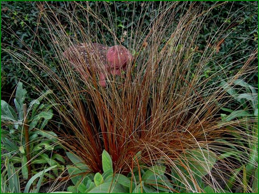 carex comans bronze form (Small)