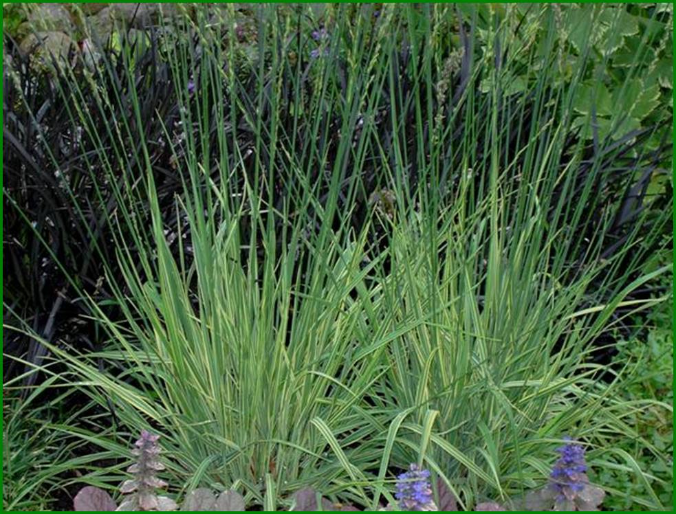 PICT1306 molinia caerulea en ophiopogon planiscapens nigrescens (Small)