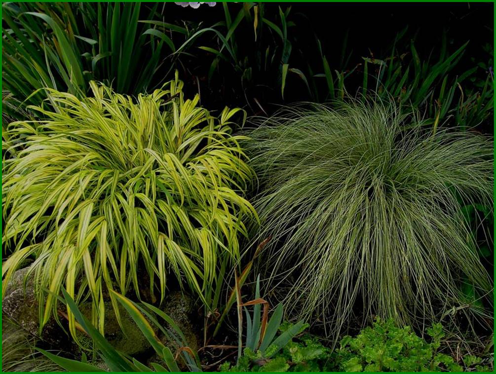 PICT1277 a carex frosted curls en hakonechlea macra aureola (Large)