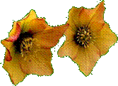 Helleborus Mieke 6 nov