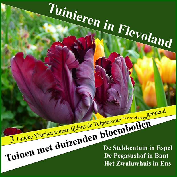 Afbeelding met tekst, plant, tulp, bloemblaadje

Automatisch gegenereerde beschrijving