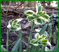 Afbeelding met buiten, plant, bloem, groen

Automatisch gegenereerde beschrijving